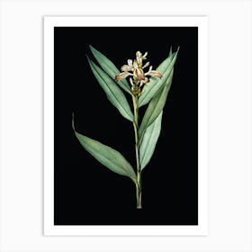 Vintage Globba Erecta Botanical Illustration on Solid Black n.0798 Art Print