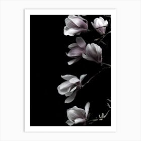 Magnolia On Black Art Print