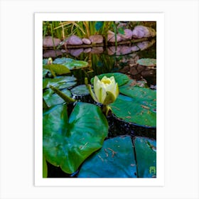 Water Lily 20230511185985 Art Print