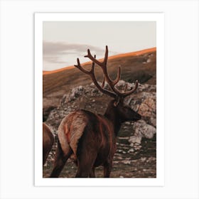 Sunset Elk Art Print