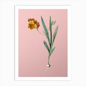Vintage Ixia Miniata Botanical on Soft Pink n.0550 Art Print