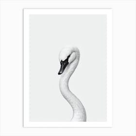 Swan B&W Pencil Drawing 2 Bird Art Print