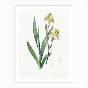 Lemonyellow Iris Illustration From Les Liliacées (1805), Pierre Joseph Redoute Art Print