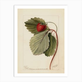 Strawberry 3 Art Print