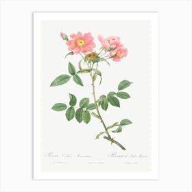 Rose Of Lady Monson, Pierre Joseph Redoute Art Print