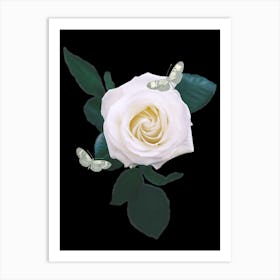 White Rose With Butterflies Art Print