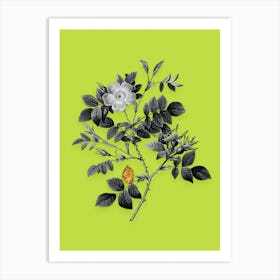 Vintage Malmedy Rose Black and White Gold Leaf Floral Art on Chartreuse n.0974 Art Print