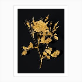 Vintage Anemone Flowered Sweetbriar Rose Botanical in Gold on Black Art Print