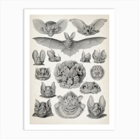 Vintage Haeckel 20 Tafel 67 Fledertiere Art Print