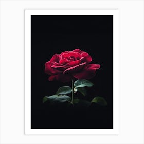 Red Rose On Black Background 2 Art Print