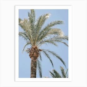 Palmtree // Ibiza Nature & Travel Photography Art Print