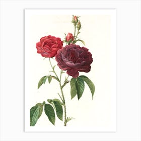 Two Roses Art Print