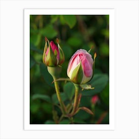 English Roses Painting Rosebud 2 Art Print