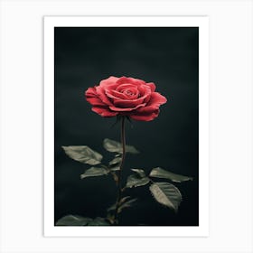 Rizwanakhan Rose Flower Black Background Ultra Hd 8k Ar 916 C535fcb9 C1ce 4be3 8fc8 E8a92b2acb5e 2 Art Print