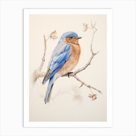 Vintage Bird Drawing Bluebird 1 Art Print