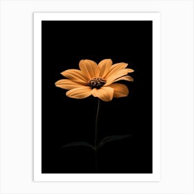 Single Orange Flower On Black Background Art Print