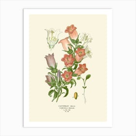 California Bells Art Print