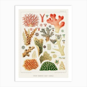 Vintage Corals Art Print