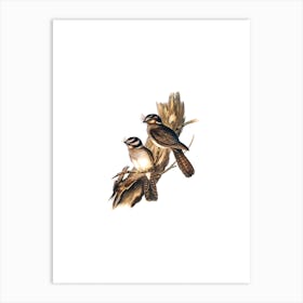 Vintage White Bellied Owlet Nightjar Bird Illustration on Pure White Art Print