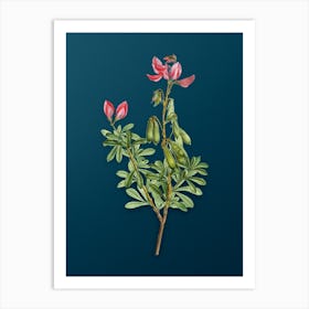 Vintage Restharrows Botanical Art on Teal Blue n.0634 Art Print