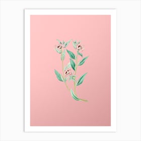Vintage Long Branched Enothera Botanical on Soft Pink n.0847 Art Print