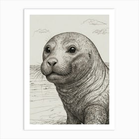 Seal Pup Art Print