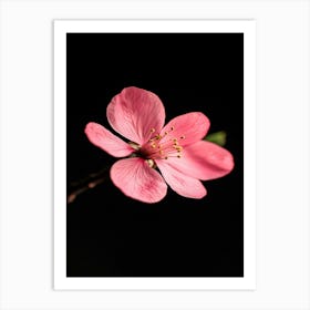 Cherry Blossom 8 Art Print