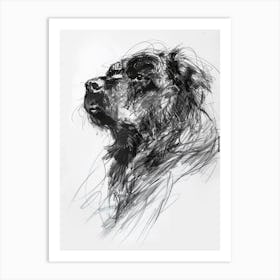 Tibetan Mastiff Dog Charcoal Line Art Print