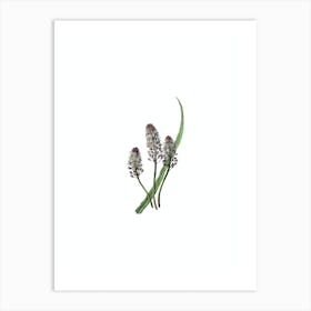 Vintage Meadow Squill Flower Botanical Illustration on Pure White n.0615 Art Print
