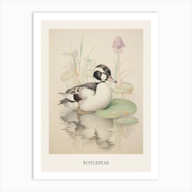 Vintage Bird Drawing Bufflehead 1 Poster Art Print