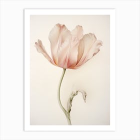 Pressed Flower Botanical Art Tulip 1 Art Print