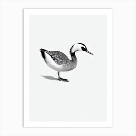 Grebe B&W Pencil Drawing 2 Bird Art Print