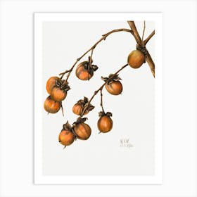 Vintage Botanical Mary Vaux Walcott _2732417 Art Print