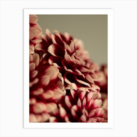 Burgandy red dahlias - winter or fall cozy flowers - stillife photography by Christa Stroo photography Art Print