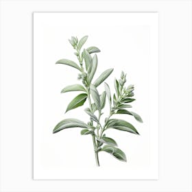Sage Vintage Botanical Herbs 2 Art Print