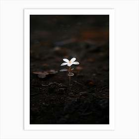 Small White Flower 2 Art Print