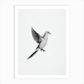 Dove B&W Pencil Drawing 1 Bird Art Print