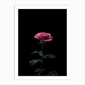 Pink Rose On Black Background 74 Art Print