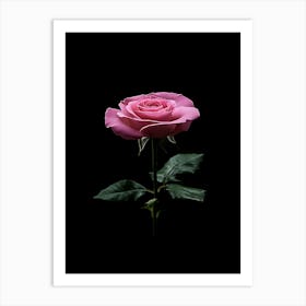 Pink Rose On Black Background 43 Art Print