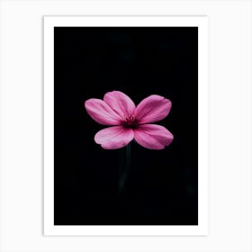 Single Pink Flower On A Black Background 1 Art Print