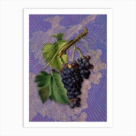 Vintage Black Grape Botanical Illustration on Veri Peri n.0417 Art Print