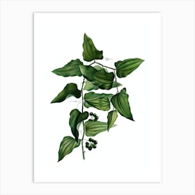 Vintage Common Smilax Botanical Illustration on Pure White n.0427 Art Print