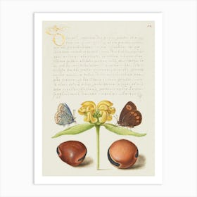 Moths, Jerusalem Sage, And Beans From Mira Calligraphiae Monumenta, Joris Hoefnagel Art Print
