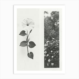 Morning Glory Flower Photo Collage 1 Art Print