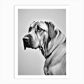 Mastiff B&W Pencil Dog Art Print