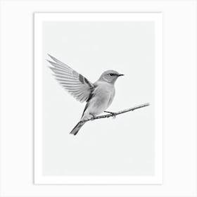 Eastern Bluebird B&W Pencil Drawing 1 Bird Art Print