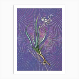 Vintage Phalangium Bicolor Botanical Illustration on Veri Peri n.0483 Art Print