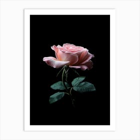 Pink Rose On Black Background 28 Art Print