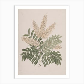 Pterolobium Stellatum (Forssk), Luigi Balugani Art Print