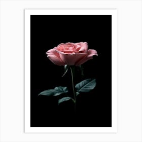 Pink Rose On Black Background 29 Art Print